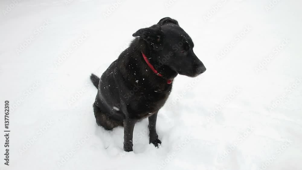 Black labrador dog playing in the snow in a countryside slow motion. Black labrador dog playing in the snow in a countryside slow motion.