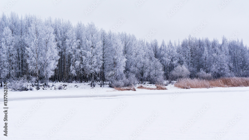 Frozen trees covered snow or hoarfrost. Winter landscape scene