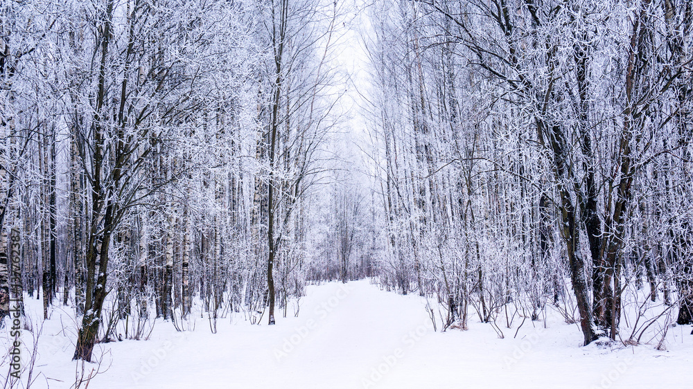 Snow forest trail with frozen trees covered hoarfrost Snow forest trail with frozen trees covered hoarfrost