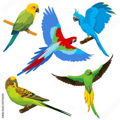 Cartoon parrots, tropical birds vector set