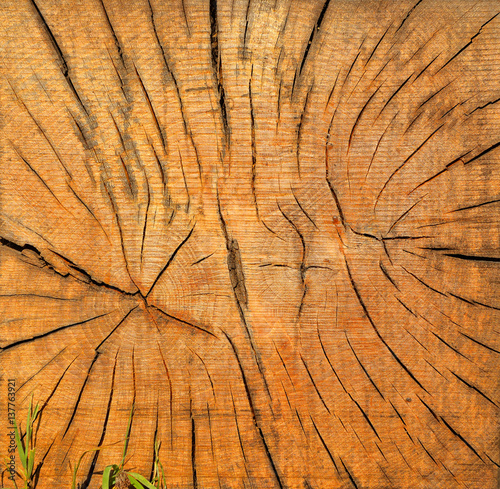 Holz Baumstamm Querschnitt Hintergrund 