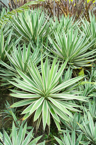 Agave angustifolia (Caribbean Agave)