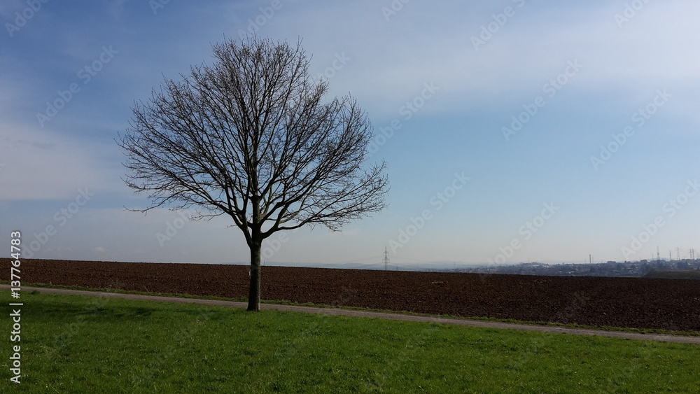 Obraz premium kahler Baumauf grünem Gras vor hellblauem Himmel
