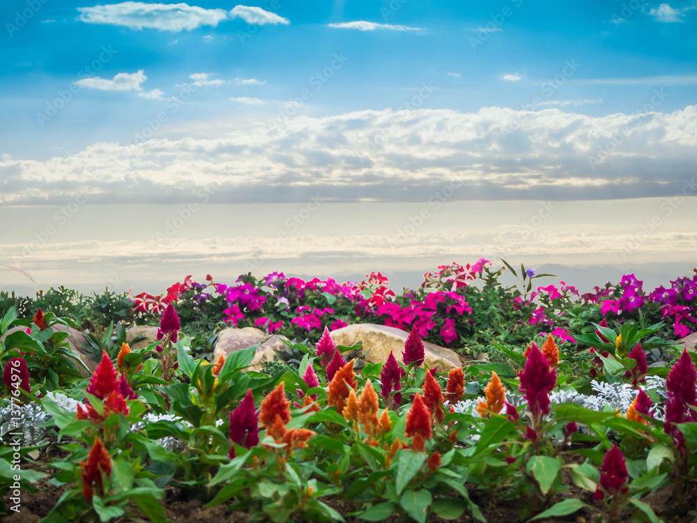 colorful flowers and blue sky