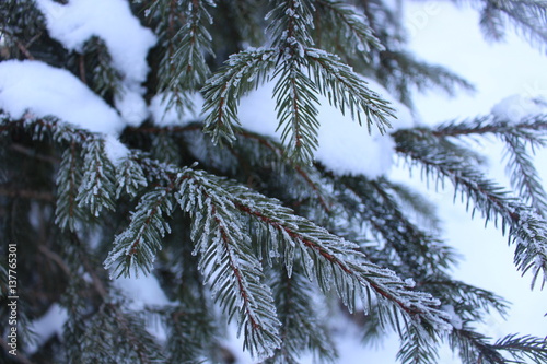 winter branch