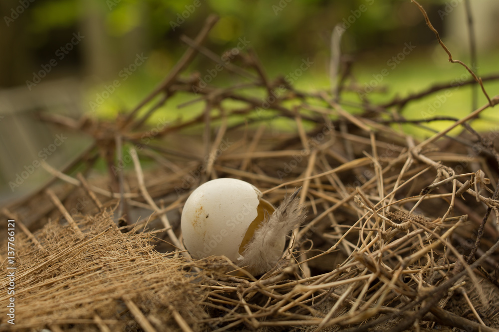 New life was born safely.Bird nest with broken egg and feather left empty. New life was born safely.Bird nest with broken egg and feather left empty.