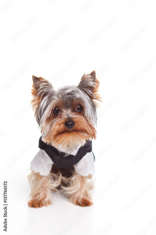 isolated dog Yorkshire terrier in a tuxedo on a white background