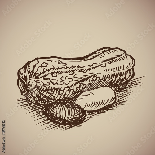 Wallpaper Mural Peanut in sketch style.  Illustration. Drawn by hand. Vintage nuts. Torontodigital.ca