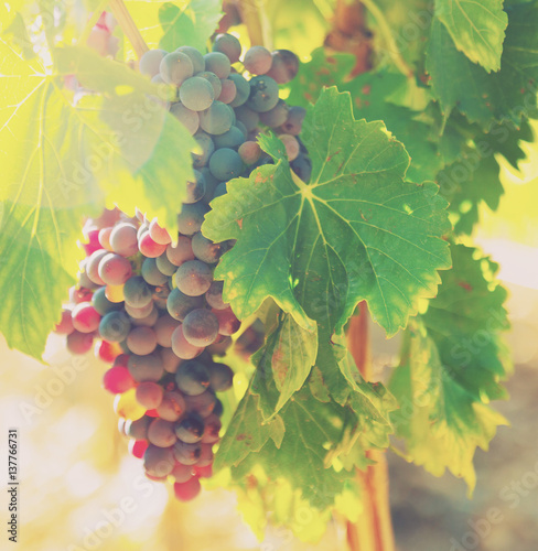Canvas Print bunch of grapes at vineyards plant