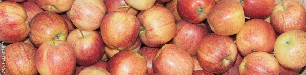 Apples Gala rubbish. Apples in large quantities scattered in the drawer. Apples Gala rubbish. Apples in large quantities scattered in the drawer.