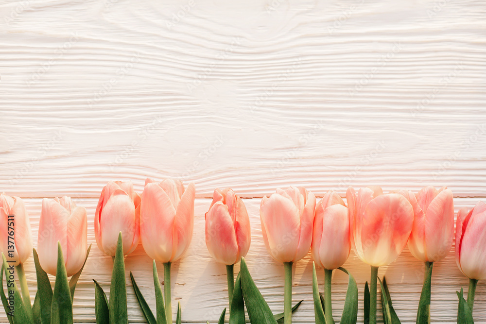 pink tulips on white rustic wooden background flat lay. top view of spring flowers in soft morning sunlight with space for text. hello spring. banner and border - obrazy, fototapety, plakaty 