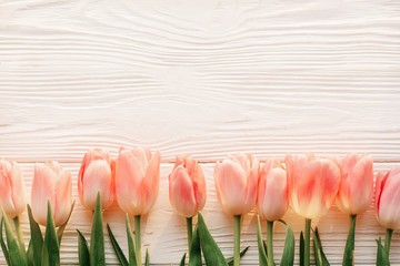 pink tulips on white rustic wooden background flat lay. top view of spring flowers in soft morning sunlight with space for text. hello spring. banner and border