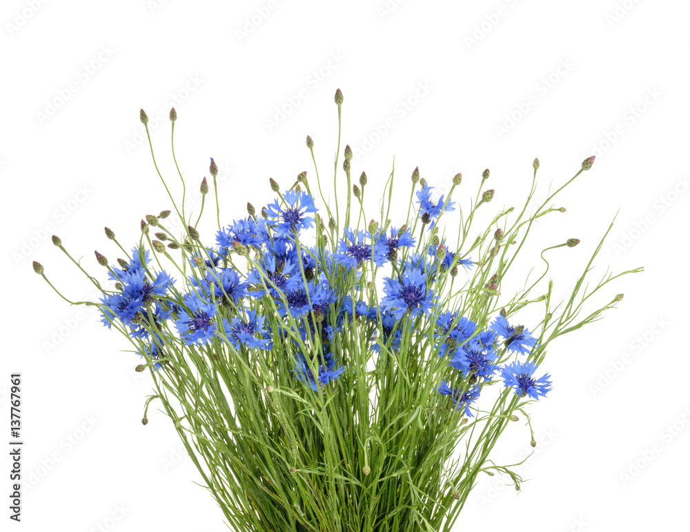 Cornflowers isolated on white without shadow Cornflowers isolated on white without shadow