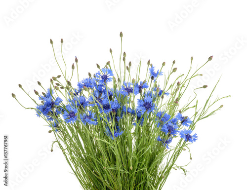 Fototapeta Naklejka Na Ścianę i Meble -  Cornflowers isolated on white without shadow