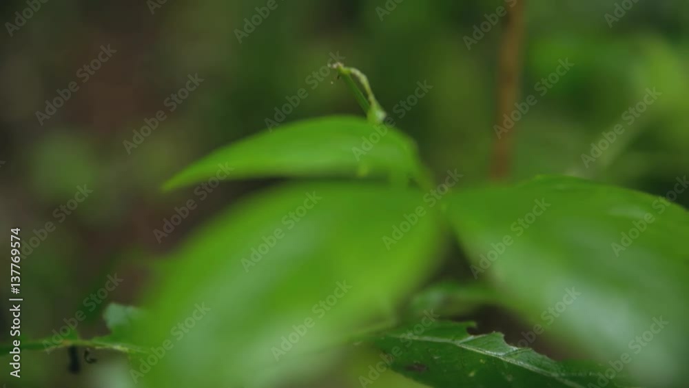 Nature in touch subjective searching for an beetle under a foliage leaf, little depth of field Nature in touch subjective searching for an beetle under a foliage leaf, little depth of field