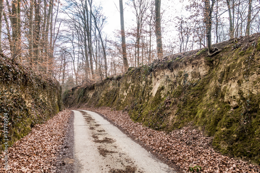 Fototapeta premium Hohlweg im Wald