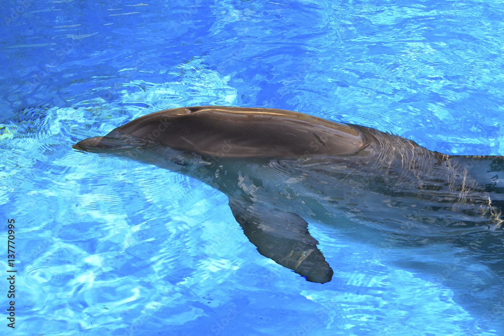 Fototapeta premium Dauphin en captivité