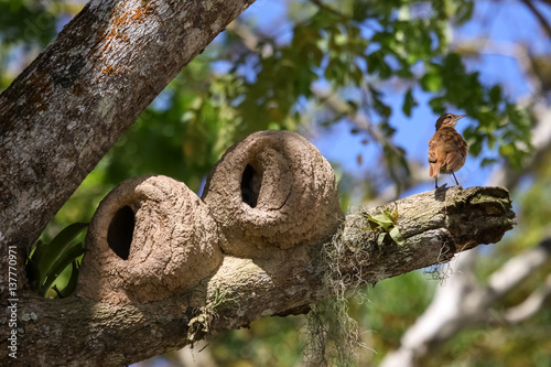 Clay nests of the Rufous hornero in a tree, Lagoa Encantada, Bahia, Brazil photo