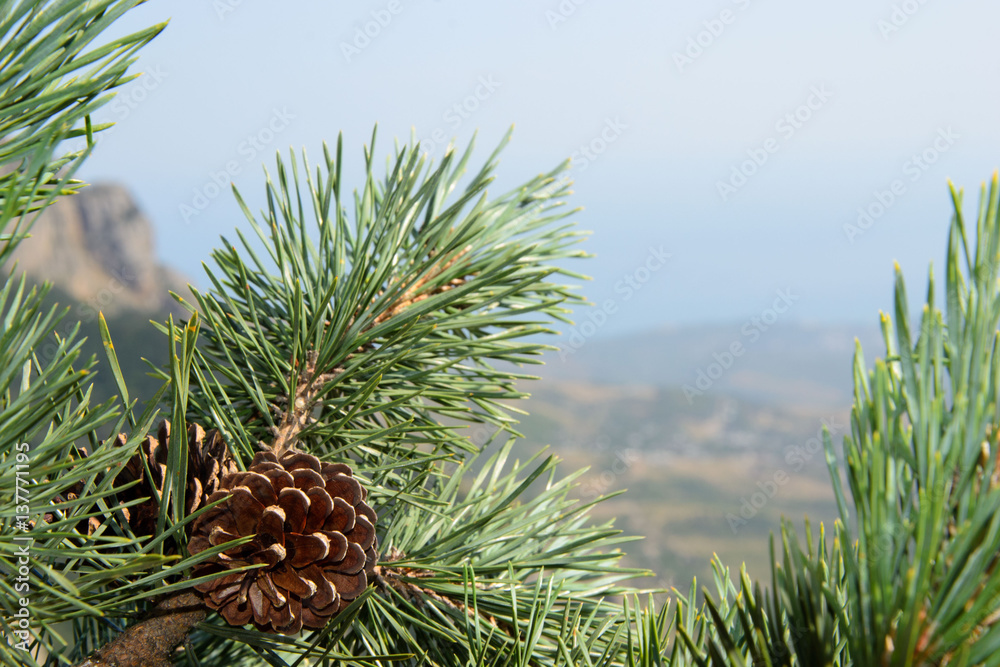 Pine cones on tree branches with pine needles