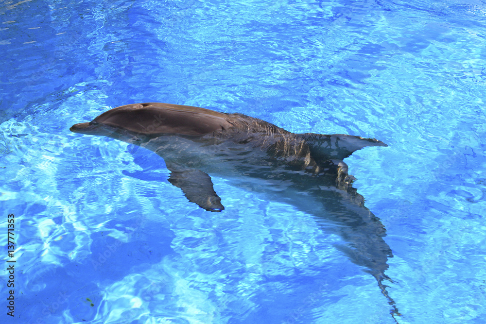 Obraz premium Dauphin en captivité