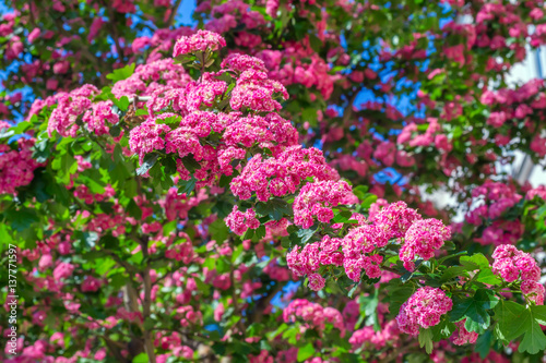 Pink blooming flowers tree branch spring background.