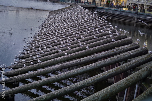 Huge number of white and gray pidgins sitting on the wooden beams used as breakwater (bulwarks) in Prague (the capital city of Czech Republic in Europe) 