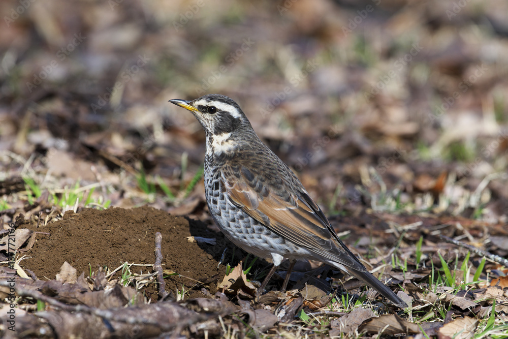 Obraz premium ツグミ(Dusky thrush)