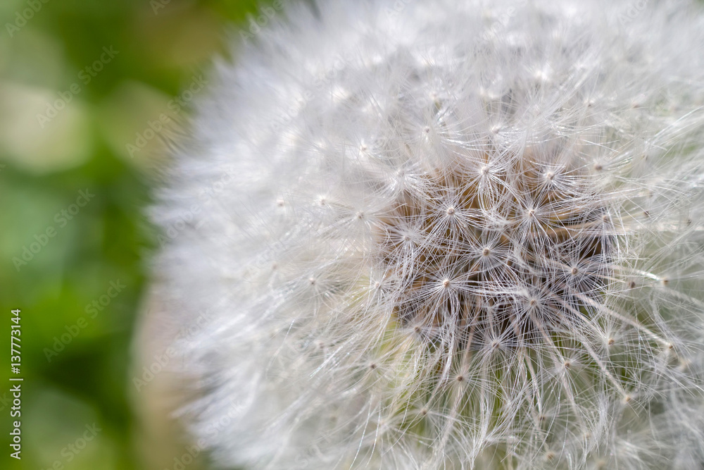 Obraz premium Dandelion macro shot summer background.