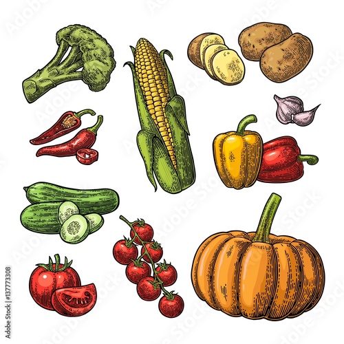 Set vegetables. Cucumbers, Garlic, Corn, Pepper, Broccoli, Potato and Tomato.