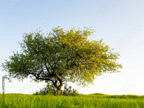Nature background with green grass and tree vector