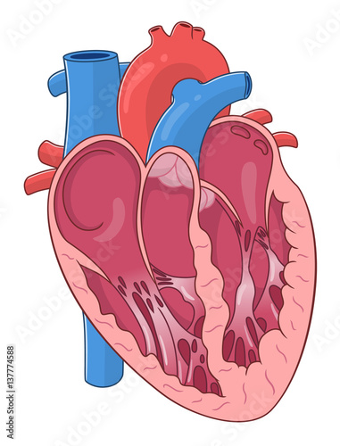 Internal structure of the heart