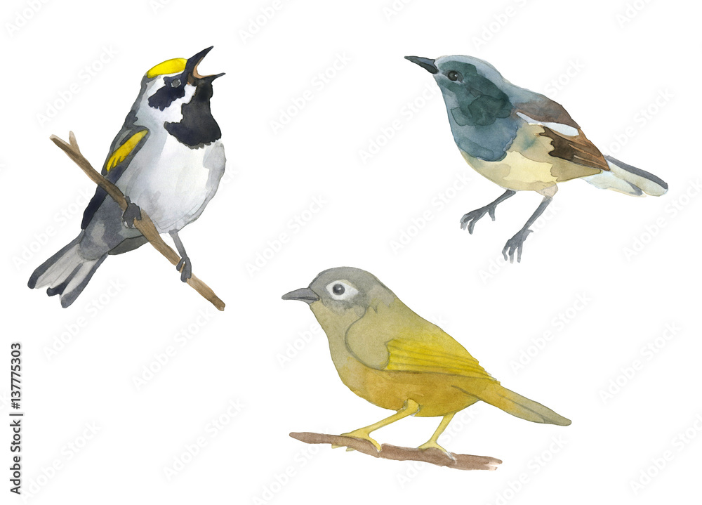 Obraz premium Watercolor set of bird
