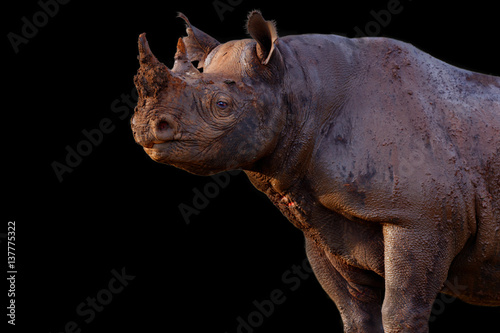 Portait of a wild Black Rhino in Masai Mara, Kenya