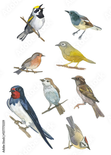 Watercolor set of bird