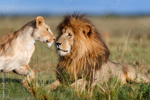 Lion Scarface with Lioness  at mating time in Masai Mara   Kenya