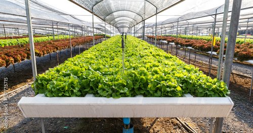 Organic hydroponics lettuce cultivation farm. photo