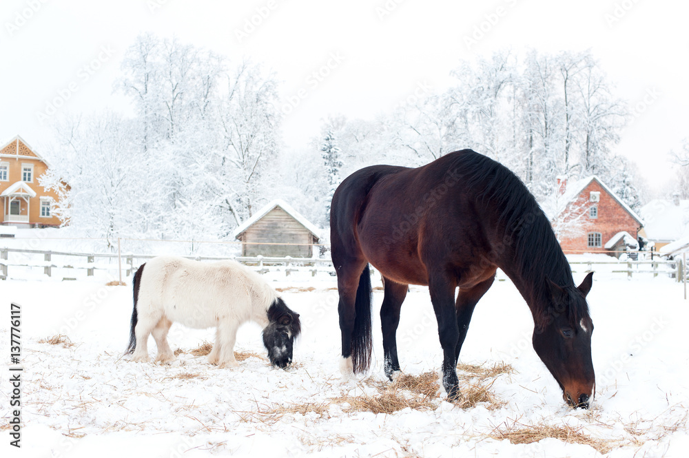 Rural horses standing on winter pasturage Rural horses standing on winter pasturage
