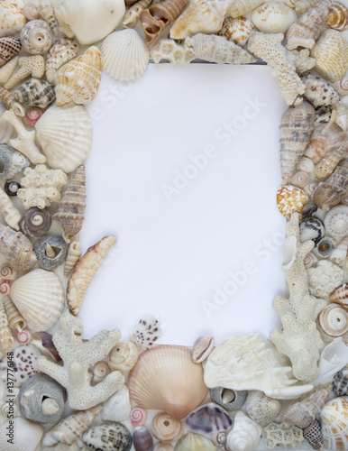 Seashells and corals isolated picture frame