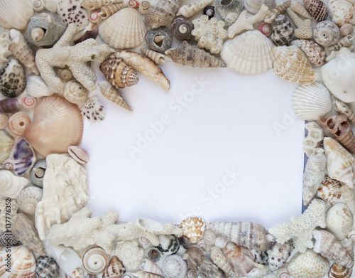 Seashells and corals isolated picture frame