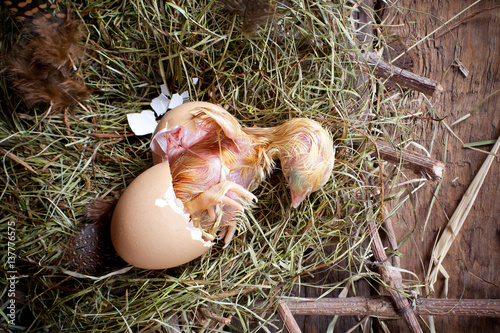 Fotografia, Obraz Chicken hatching