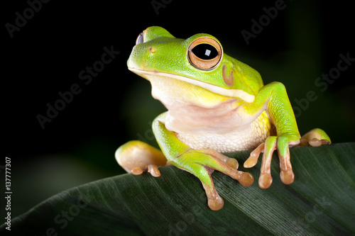 Tree frog in natural environment