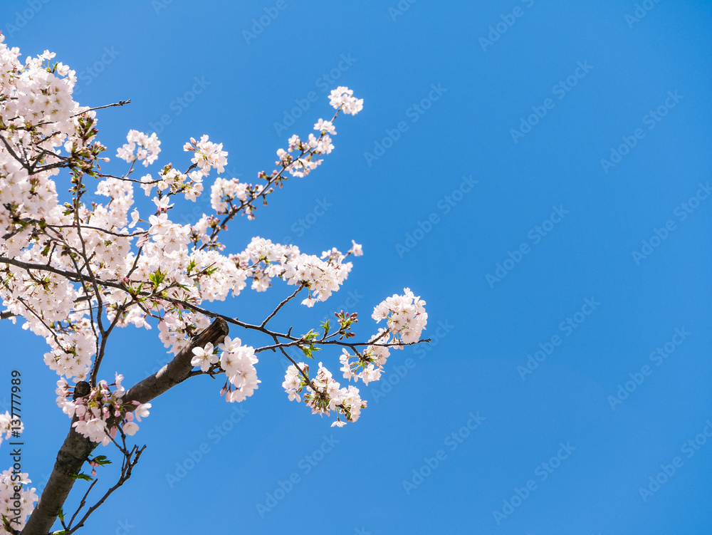 桜 花見 桜 花見