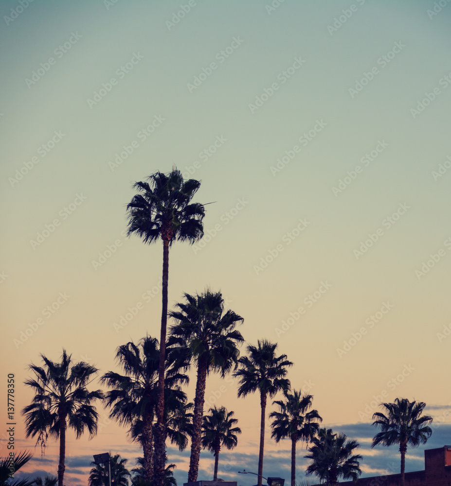 Naklejka premium Palm trees in Los Angeles
