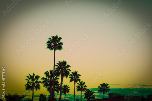 Palm trees at sunset in Los Angeles