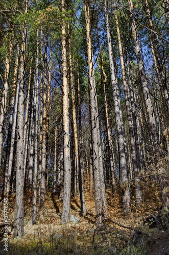 Sunlit forest pine-trees in Vitosha mountain, Bulgaria 