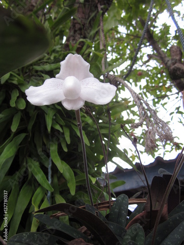 Paphiopedilum niveum orchid flower. photo