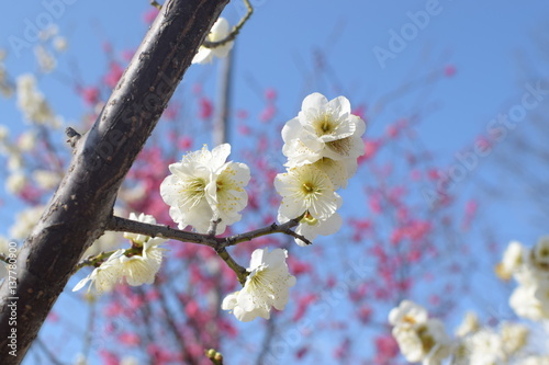 梅の花
