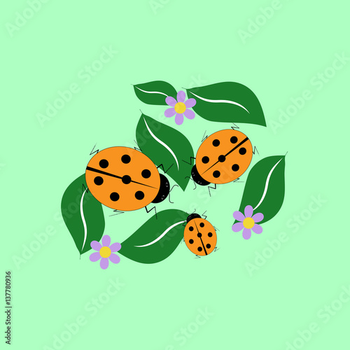Ladybird isolated on leaf