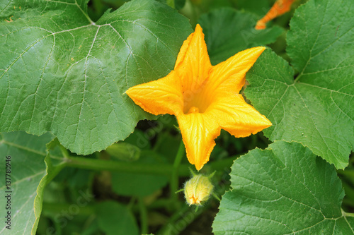 Courgette yellow flower among green leaves growing in the garden