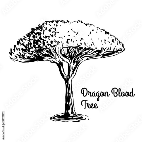 Vector sketch illustration. Black silhouette of Dragon Blood tree isolated on white background. Tropical flora. Dracaena Cinnabari, tree of Yemen. photo